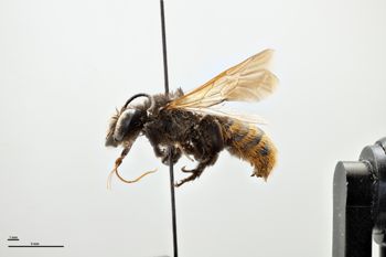 Media type: image;   Entomology 786012 Aspect: habitus lateral view